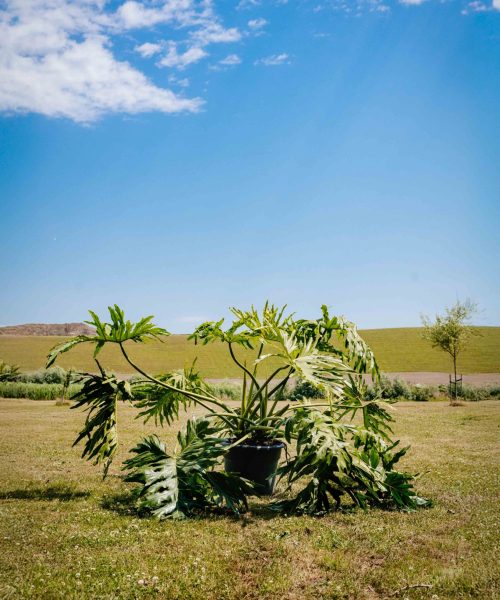 HQ_PALMCITY-004 (Philodendron Selloum)