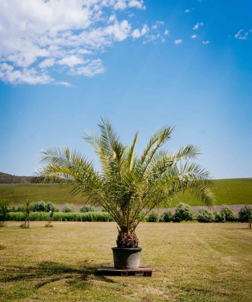 HQ_PALMCITY-008 (Phoenix canariensis)