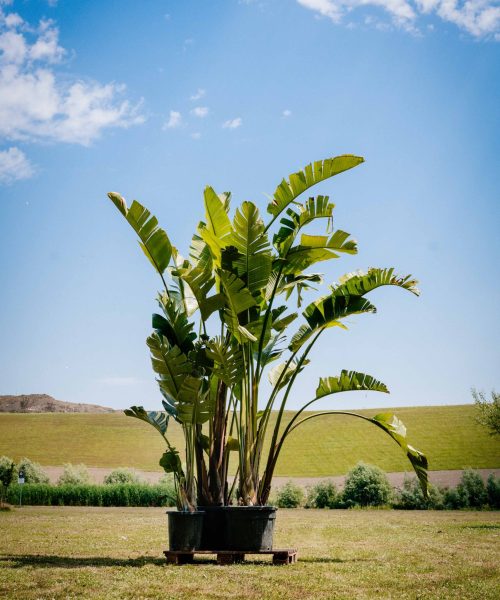 HQ_PALMCITY-012 (Strelitzia nicolai)