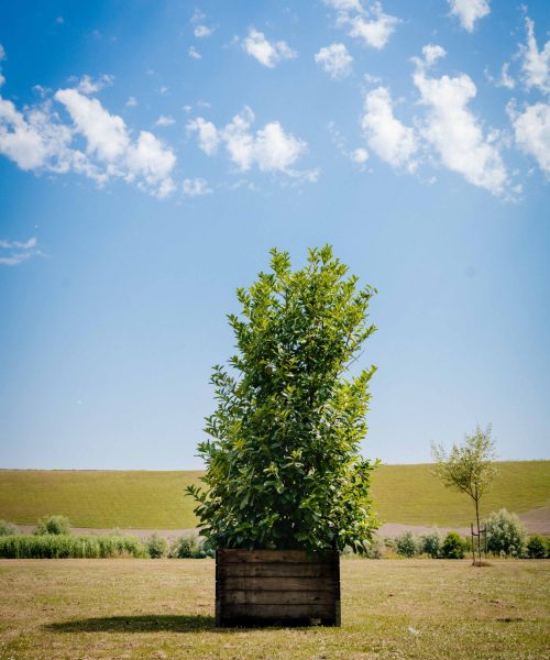 HQ_PALMCITY-017 (Laurier (Prunus laurocerasus _Rotundifolia_))