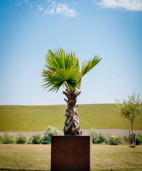 HQ_PALMCITY-031 (Sabal palmetto)