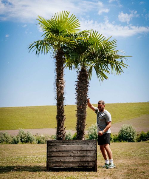 HQ_PALMCITY-046 (Trachycarpus fortunei) + Jeroen