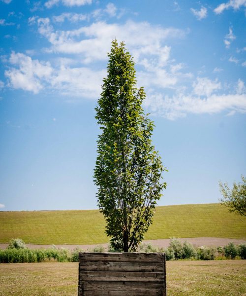 HQ_PALMCITY-051 (Carpinus betulus _ Haagbeuk)