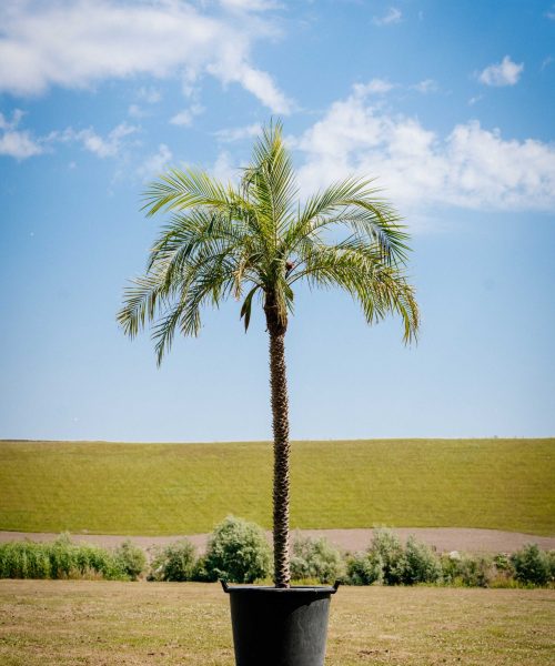HQ_PALMCITY-055 (Phoenix roebelenii _ Dwergdadelpalm)