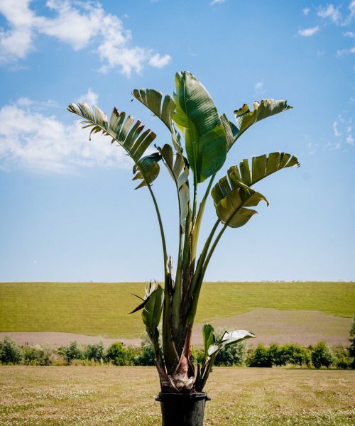 HQ_PALMCITY-061 (Strelitzia nicolai)