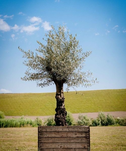 HQ_PALMCITY-071 (Olea europaea _ Olijfboom)