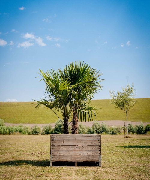 HQ_PALMCITY-075 (Trachycarpus fortunei)