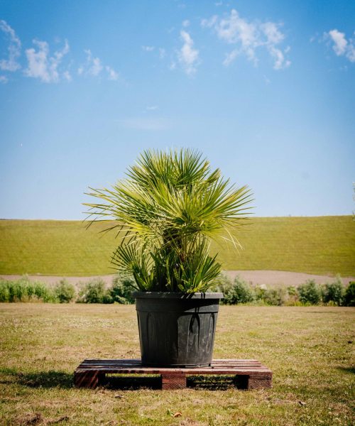 HQ_PALMCITY-087 (Chamaerops humilis _ Europese dwergpalm)
