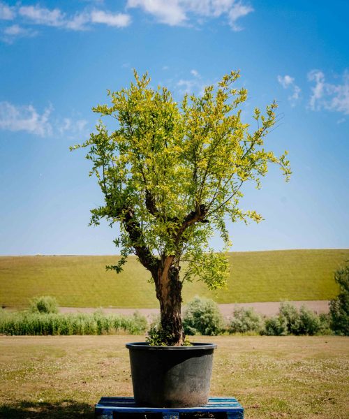 HQ_PALMCITY-091 (Malus domestica (Appelboom))