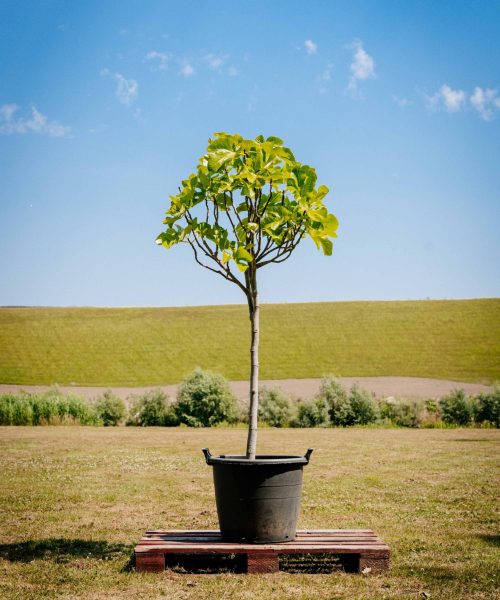 HQ_PALMCITY-095 (Ficus carica (Vijgenboom))