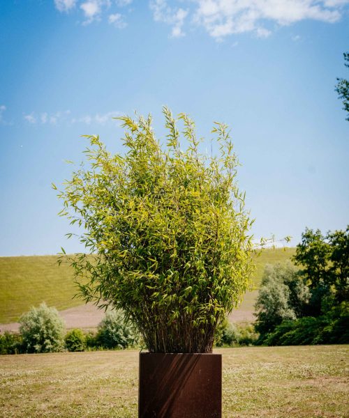 HQ_PALMCITY-099(Fargesia _Winter Joy_ (Bamboe) – in Cortenstalen bak)