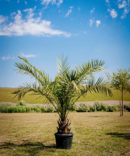 HQ_PALMCITY-104 (Phoenix canariensis)