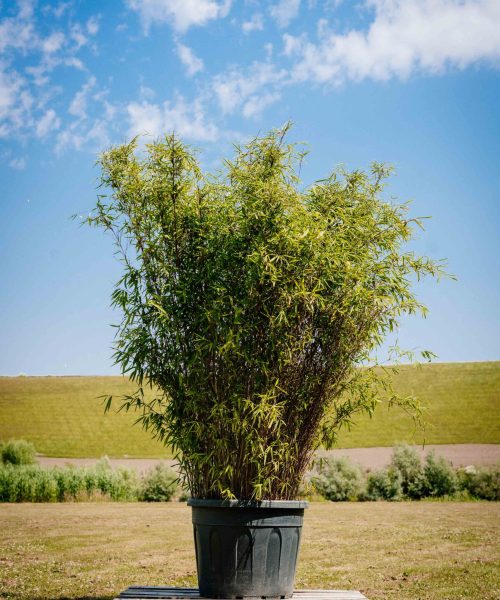 HQ_PALMCITY-117 (Fargesia _Winter Joy_ (Bamboe))