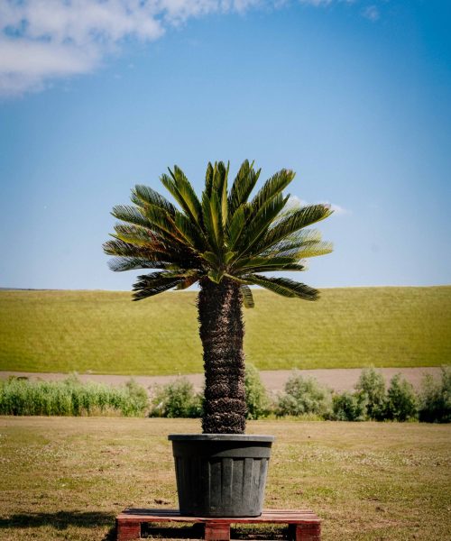 HQ_PALMCITY-121 (Cycas revoluta (Sago palm))