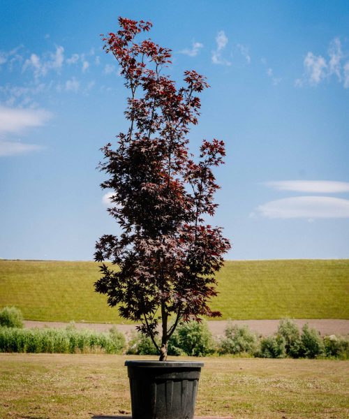 HQ_PALMCITY-127 (Acer palmatum _Atropurpureum_ _ Roodbladige Japanse esdoorn)